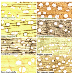 © Herrera-Ramirez et. al. (2021)