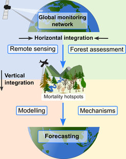 Monitoring of global tree mortality requires data integration and harmonization, scaling from ground-based information to satellite observations and attribution of causality to identify ecophysiological mechanisms for modelling and forecasting.