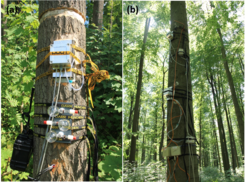 The left side of the collage is image A, the right side is image B.
Image A is a close-up of a tree trunk. A narrow strip of bark has been removed in a ring shape. A few centimeters below, several instruments are strapped to the trunk. Picture B also shows a tree trunk with instruments attached at several heights, but the bark is intact everywhere.