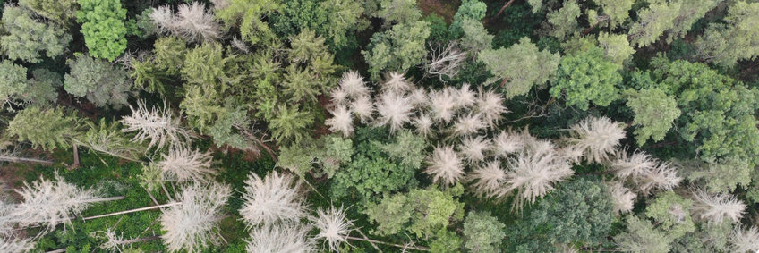 Top-down view of a mixed forest with many dead trees, whose dead, bare branches appear white in between the green of the healthy trees.