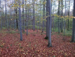 Leaf-covered forest floor in the Hainich National Park, Thuringia