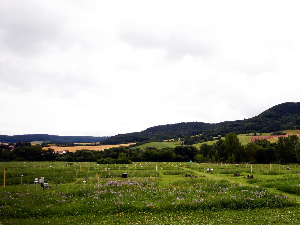 Jena Experiment - Biodiversity experiment in the Saale floodplain of Jena, Germany;
Plots with a different number and mixture of grassland species, joint project of Friedrich Schiller University, Max-Planck-Insitut f. BGC and German Center for Integrative Biodiversity Research Jena-Halle-Leipzig.