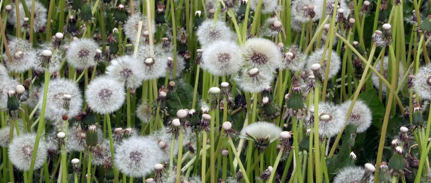 Many heads of faded dandelion