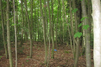 Soil water measurements in a young mixed deciduous forest near Thann where a small meteorological station is installed.