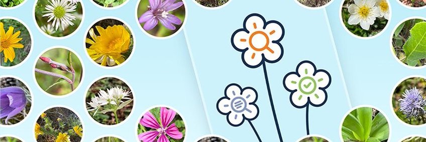hellblaues Banner, auf welchem zahlreiche Kreise abgebildet sind, in denen verschiedenste Blüten zu sehen sind. In der Mitte des Banners sind die drei Blumen platziert, die den Startbildschirm der Flora-Incognita-App ausmachen.