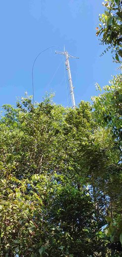Eddy Covarianz Turm im Wald in Tanguro Brasilien. Blick von unten nach oben gegen wolkenlosen blauen Himmel. Baume füllen den Vordergrund des Bildes, darüber ragt der Turm silbern auf. Ähnlich einem Kreuz mit Abspannseilen.