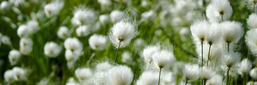 Close up of many white sunlit flowers of arctic cotton gras in the wind against green background