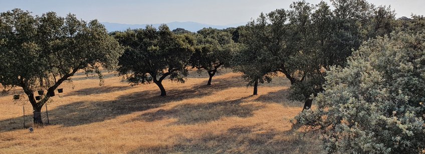 Blick über die Steineichen der Extremadura Spaniens, in der Nähe von C Die Aufnahme ist in der größten Hitzeperiode, die Spanien bisher erlebt hat, entstanden. Unter anderem herrschten 47 °C im Schatten.
Vertrocknetes Gras am Boden, sogar unter den Zahlreichen Steineichen, vor milchig blauem Himmel. Links im Bild einen Steineiche unter der Zahlreiche Eimer hängen in denen Eicheln aufgefangen werden.