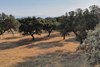 Steineichenhain in Spanien im Juli 22. Vertrocknetes Gras am Boden, milchig blauer Himmel und in der Ferne hinter den Eichen sind die Berge zu erahnen.