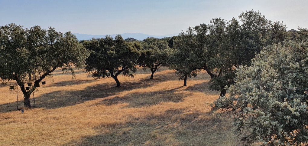Holm oak grove in Spain in July 22. Dried grass on the ground and  Milky blue sky and in the distance behind the oaks can be guessed the mountains.