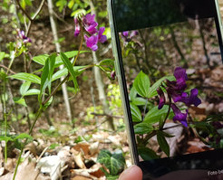 Plant identification with the Flora Incognita App.