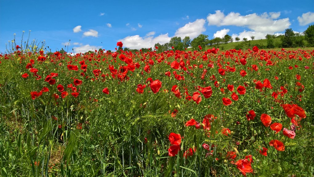 Corn poppy field