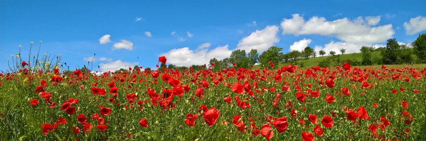 Corn poppy field