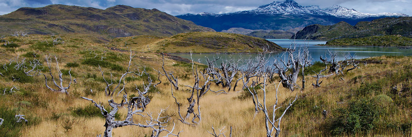 Burnt trees in the Torres del Paine National Park surrounded by green bushes, in the background a lake and far a snow covered mountain.