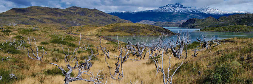 Verbrannte Bäume im Torres del Paine National Park, umgeben von grünen Büschen, im Hintergrund ein See und in der Ferne ein schneebedeckter Berg.