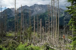 Durch Dürre und Borkenkäferbefall geschädigter Wald