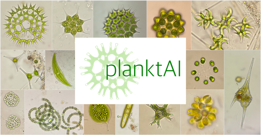 Logo of the planktAI project, depicting an algae and the word planktAI on it.