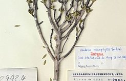 Scan einer herbarisierten Pflanze (Foto: Herbarium Haussknecht)