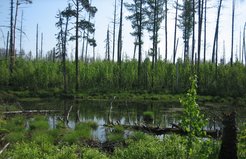 Regeneration eines Waldes in der sibirischen Taiga nach einem Brand. Wo einst hauptsächlich Nadelbäume wuchsen, dominieren jetzt Laubbäume die Vegetation.