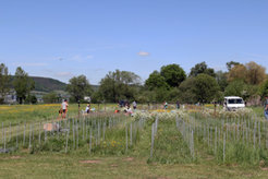 Jena Experiment (Photo: S. Héjja)