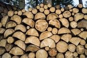 Holzeinschlag, Rodung und andere Formen veränderter Landnutzung führen zu höheren CO2-Emissionen als bisher vermutet.