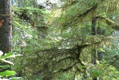 Auf Bäumen wachsende Flechten und Moose auf Vancouver Island, Kanada