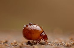 Hornmilbe der Familie Euphthiracaridae. Diese Milben reisen lebend im Darm von Schnecken. (Foto: Andy Murray)