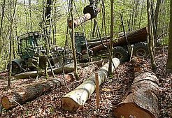 Die menschliche Nutzung von Biomasse halbiert die durch die globalen Vegetationsbestände gespeicherte Menge an Kohlenstoff.