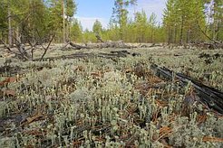 Succession in the taiga (photo: M. Hielscher)