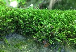 Mosses on a rock, photo: Stockholm University