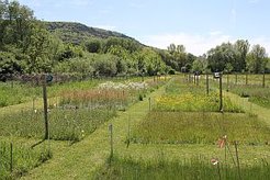Versuchsflächen des Jena Experiments im Frühsommer