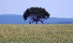 Wheat has been one of the most important cultivated crops for many thousands of years. (Photo: István Héjja, MPI-BGC)