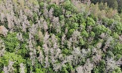 Dead pines in the surroundings of Jena, Germany (Copyright MPI-BGC)