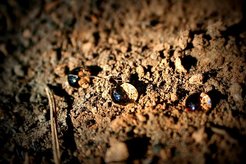 Water drops on a soil layer (Credit: Antonio Jordán, distributed via imaggeo.egu.eu)