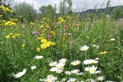 Ecosystems with 60 plant species contained, on average, twice the amount of standing biomass in comparison to plant monocultures. (Picture author: Alexandra Weigelt)