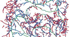 To analyse their characteristic traits, the roots are washed and spread out in dishes with water. Using various computer programmes, scientists can, e.g., analyse and classify specific root lengths and diameters and display them in different colours. (Picture: Larry York, Noble Research Institute)