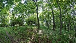 Mitteleuropäischer Laubwald (Bildautor: Tilo Arnhold, iDiv Leipzig)