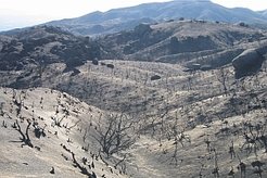 Landschaft in Kalifornien nach einem Feuer