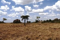 Savannenlandschaft in Tansania (Bild: Fritz/Heinrich)