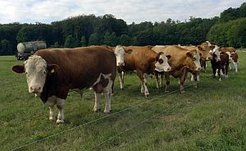 Etwa 60 Prozent der anthropogenen Methanfreisetzung geht auf die Landwirtschaft zurück, darunter die globalen Viehbe-stände, die durch den Dung und durch die Darmgärung der Wiederkäuer Methan ausstoßen. (Foto: Susanne Héjja)