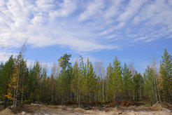 Verstärker für eine atmosphärische Pendelbewegung: Weil sich boreale Wälder wie hier in Sibirien im Zuge der Erderwärmung immer weiter ausbreiten, und die Vegetation in hohen Breiten mehr Photosynthese betreibt, nehmen die jahreszeitlichen Schwankungen im Kohlendioxid-Gehalt der Luft vor allem im Norden zu. © Michael Hielscher, MPI für Biogeochemie
