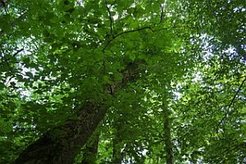 Kronendach von Ulmen im Nationalpark Hainich. Wesentliche Eigenschaften von Kronendächern sind erstmals weltweit kartiert worden. (Photo: Angela Guenther)