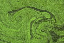 Grünalgen auf der Oberfläche eines Teichs. (© dpa )