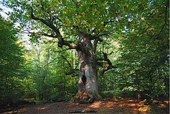 Reinhardswald in Hessen (Bild von Achim Lueckemeyer / pixelio; www.pixelio.de)