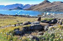 Die Pflanzengemeinschaft in der arktischen Tundra ist in den letzten dreißig Jahren höher geworden. © Anne Bjorkman