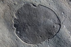 Organisch erhaltenes Dickinsonia-Fossil aus dem Gebiet des Weißen Meeres in Russland. (© Ilja Bobrovskiy, ANU)