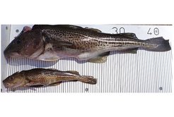 Ausgewachsene Kabeljaue unterschiedlicher Größe; die Messung der intra-spezifischen Variation der Körpergröße bei Fischen kann wichtige Erkenntnisse über die Veränderungen der Population liefern. Bild: Jan Dierking.