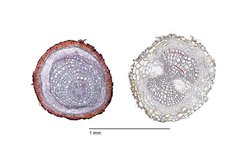 Jahresringe in Querschnitten von Feinwurzeln (Bildautor: Dr. Emily Solly, Eidgenössische Forschungsanstalt WSL, Schweiz)