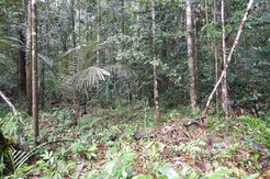 Die Bäume des Amazonas-Regenwaldes geben eine Vielzahl flüchtiger Substanzen ab, welche die chemische Zusammensetzung der Luft beeinflussen. Foto: Cybelli Barbosa