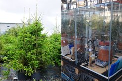 Gesunde, weiter gewachsene Exemplare der für das Experiment verwendeten Fichten-Klone (links) und experimenteller Aufbau des CO2-Hungerexpriments an den jungen Fichten (rechts)